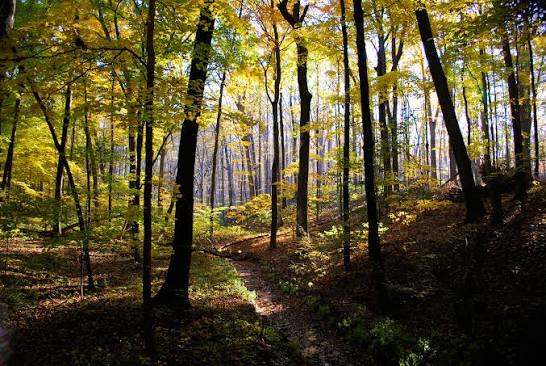A woodland habitat
