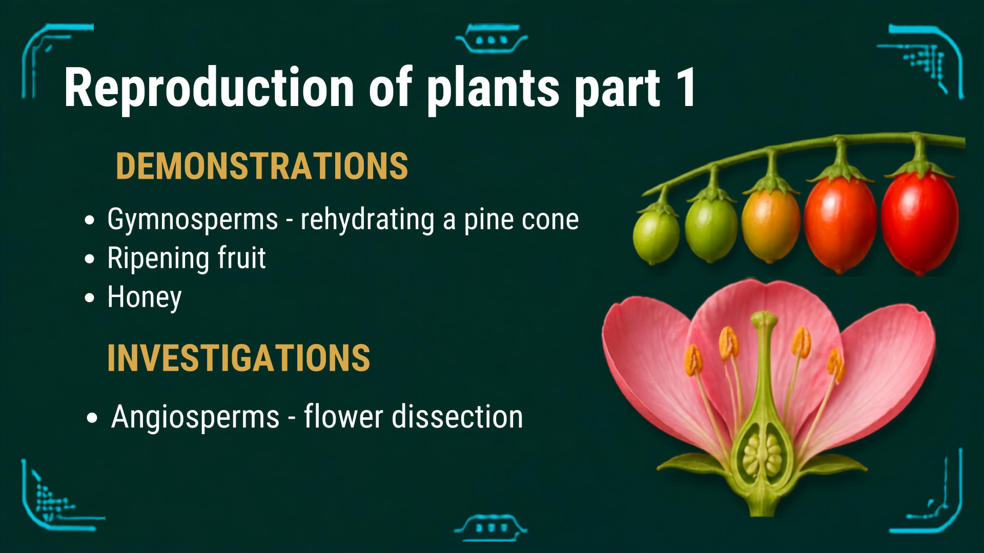 Plants and Photosynthesis lesson 5: Reproduction in plants part 1