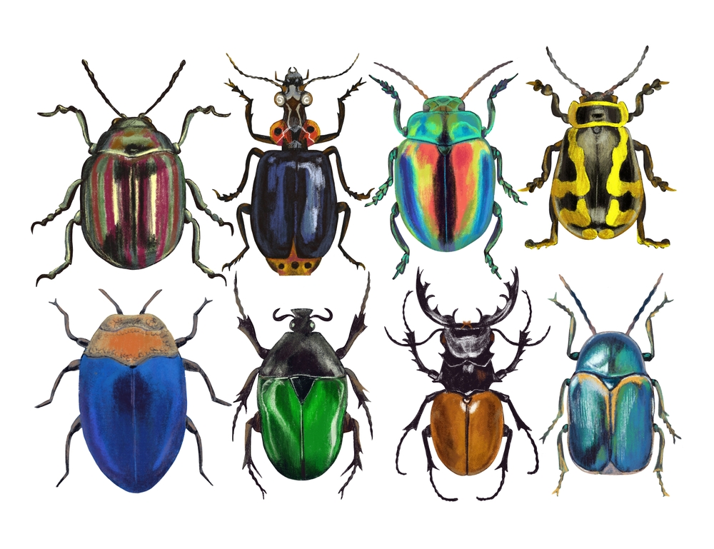 A collection showing the variety of beetle species