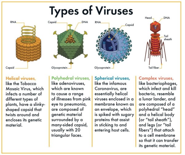An infographic of the different types of viruses