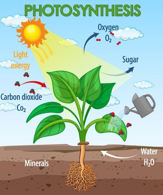 A diagram explaining photosynthesis in plants