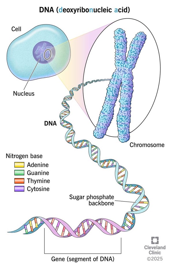 A diagram of DNA, from the cell to chromosomes and genes