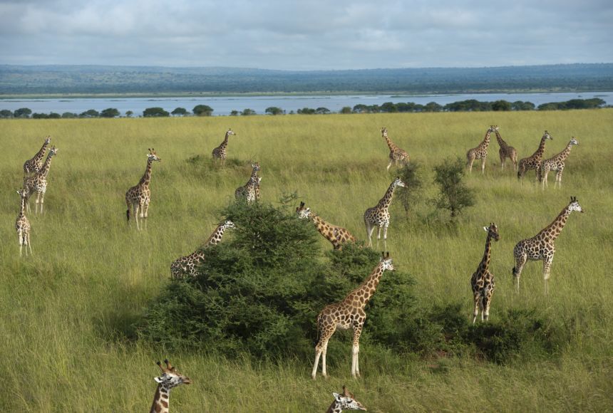 A herd of giraffes in their natural habitat