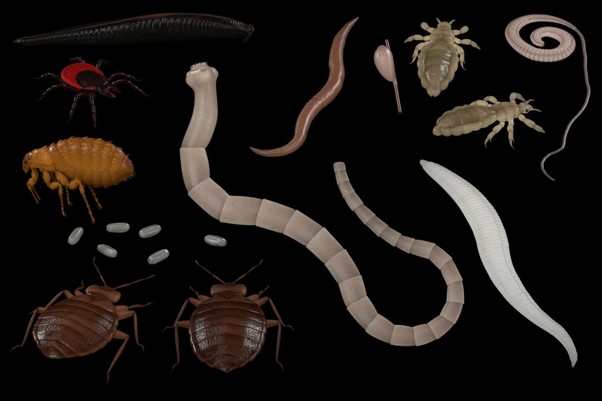 A collection of parasites, including fleas, lice and tapeworms