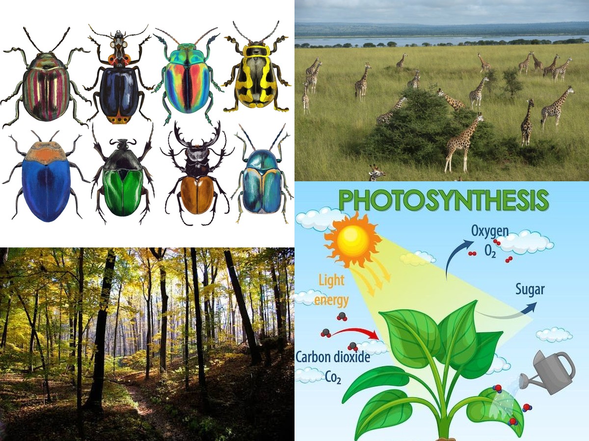 Biology at ABC Science: Forests, Grasslands, Beetles, Photosynthesis